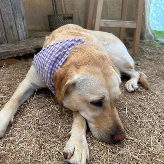 Purple Gingham Dog Collar Bandana image 3