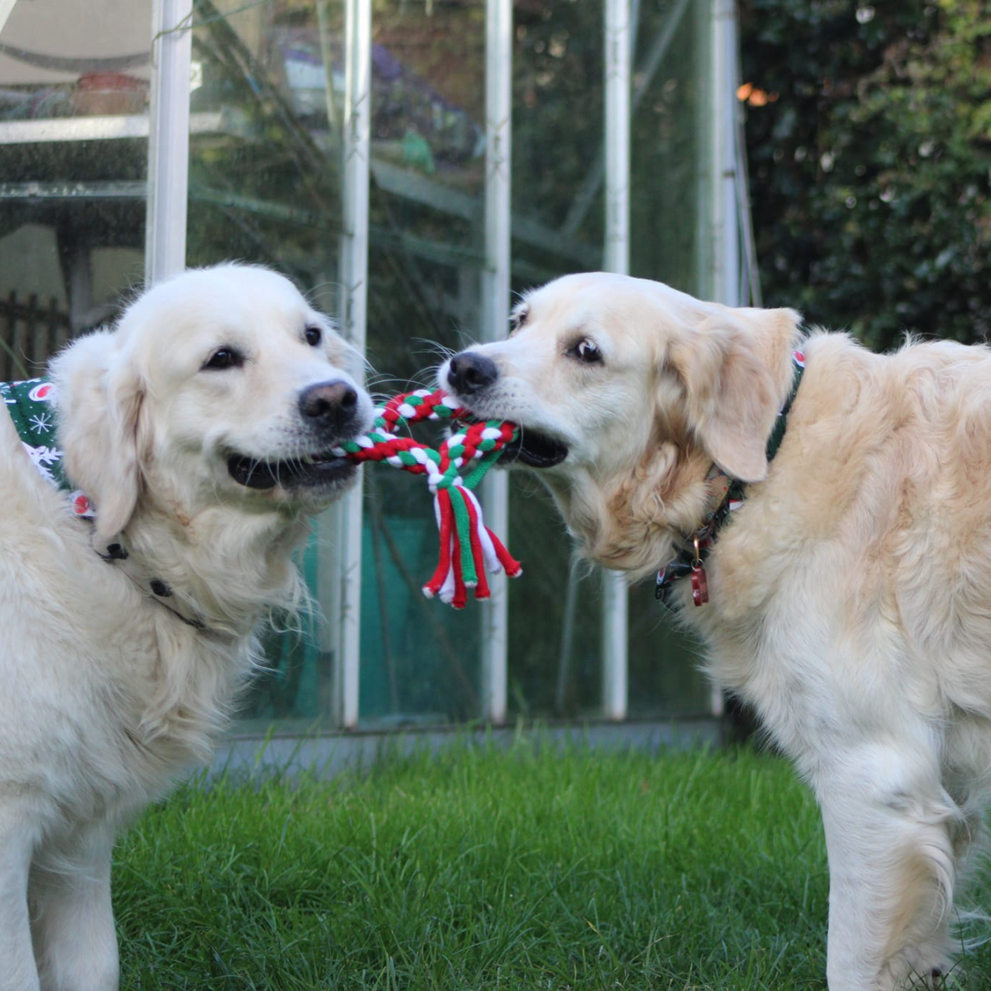 Christmas Heart Tug Dog Toy image 5