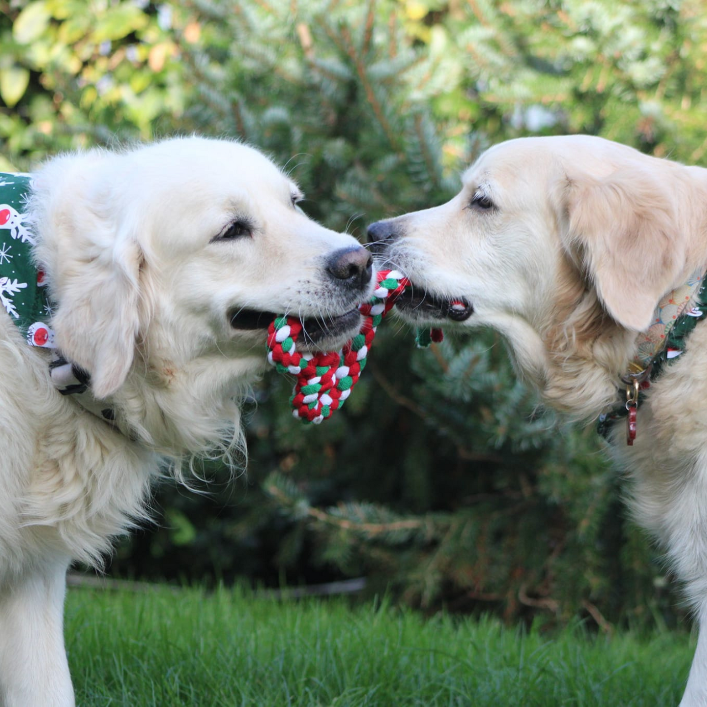 Christmas Heart Tug Dog Toy image 2