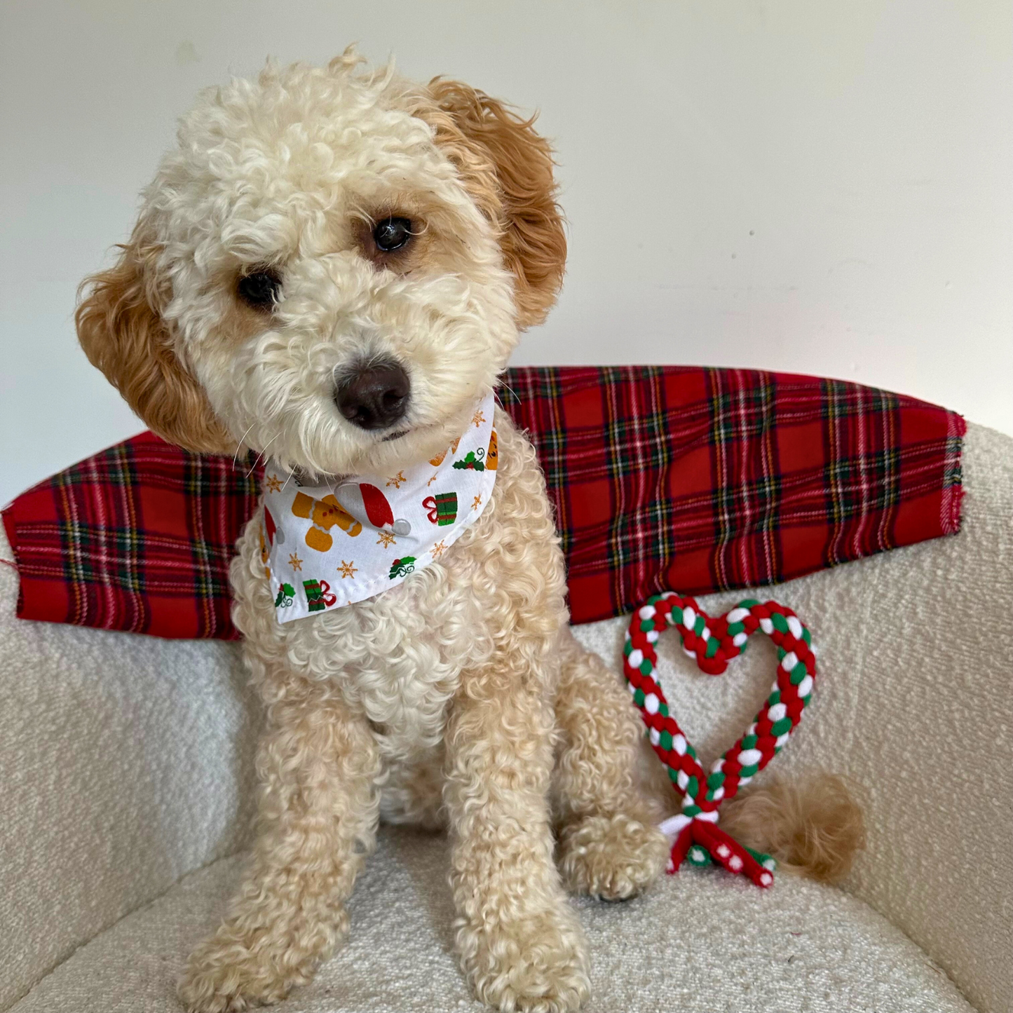 Christmas Heart Tug Dog Toy image 0