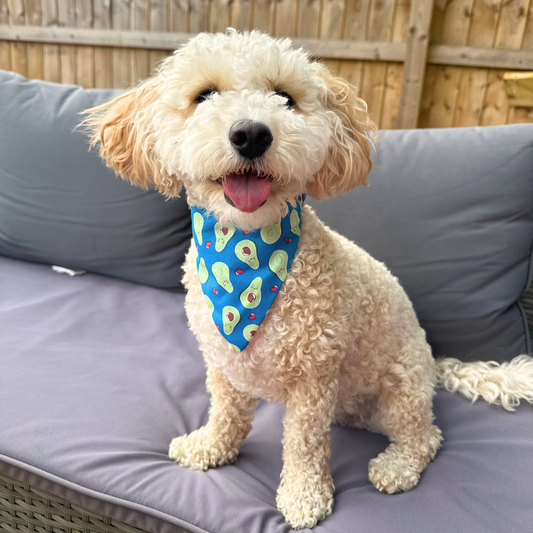 Blue Avocado Dog Bandana