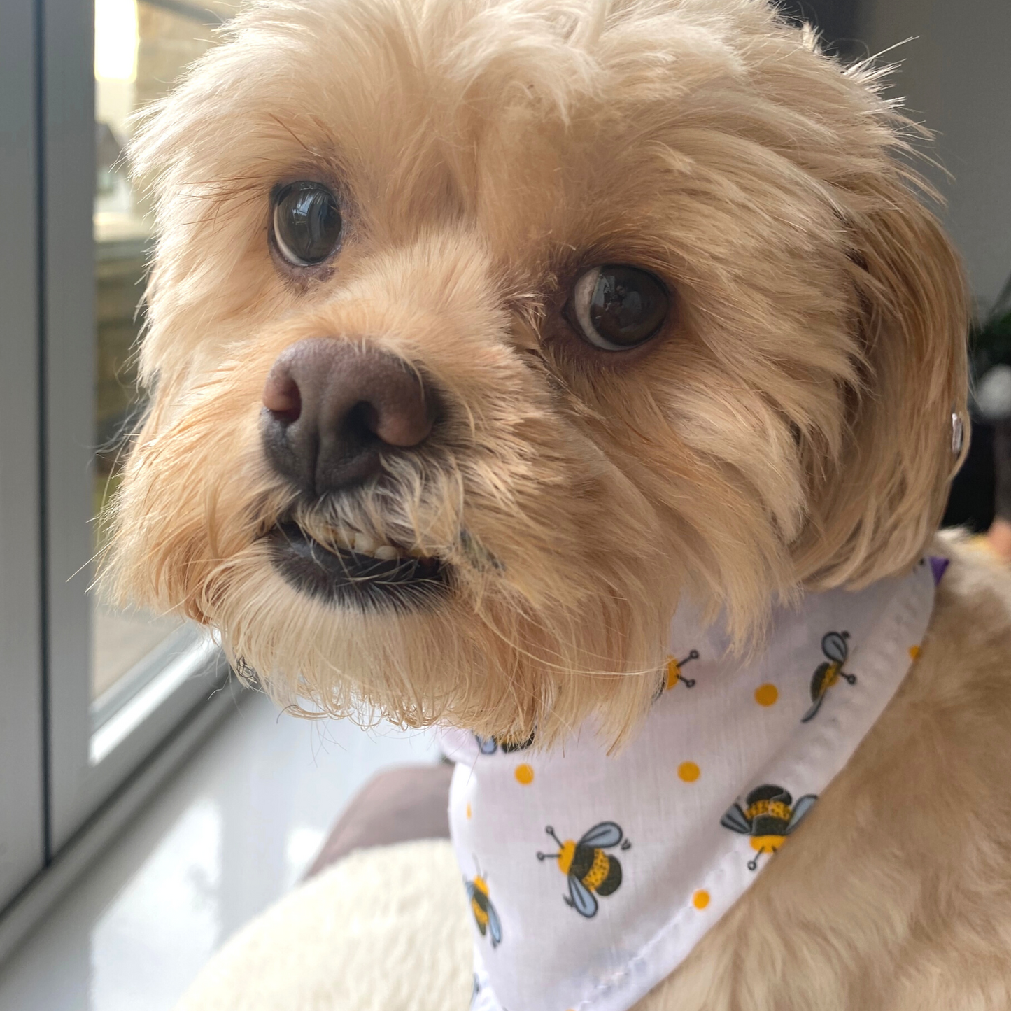 Bee Print Dog Bandana