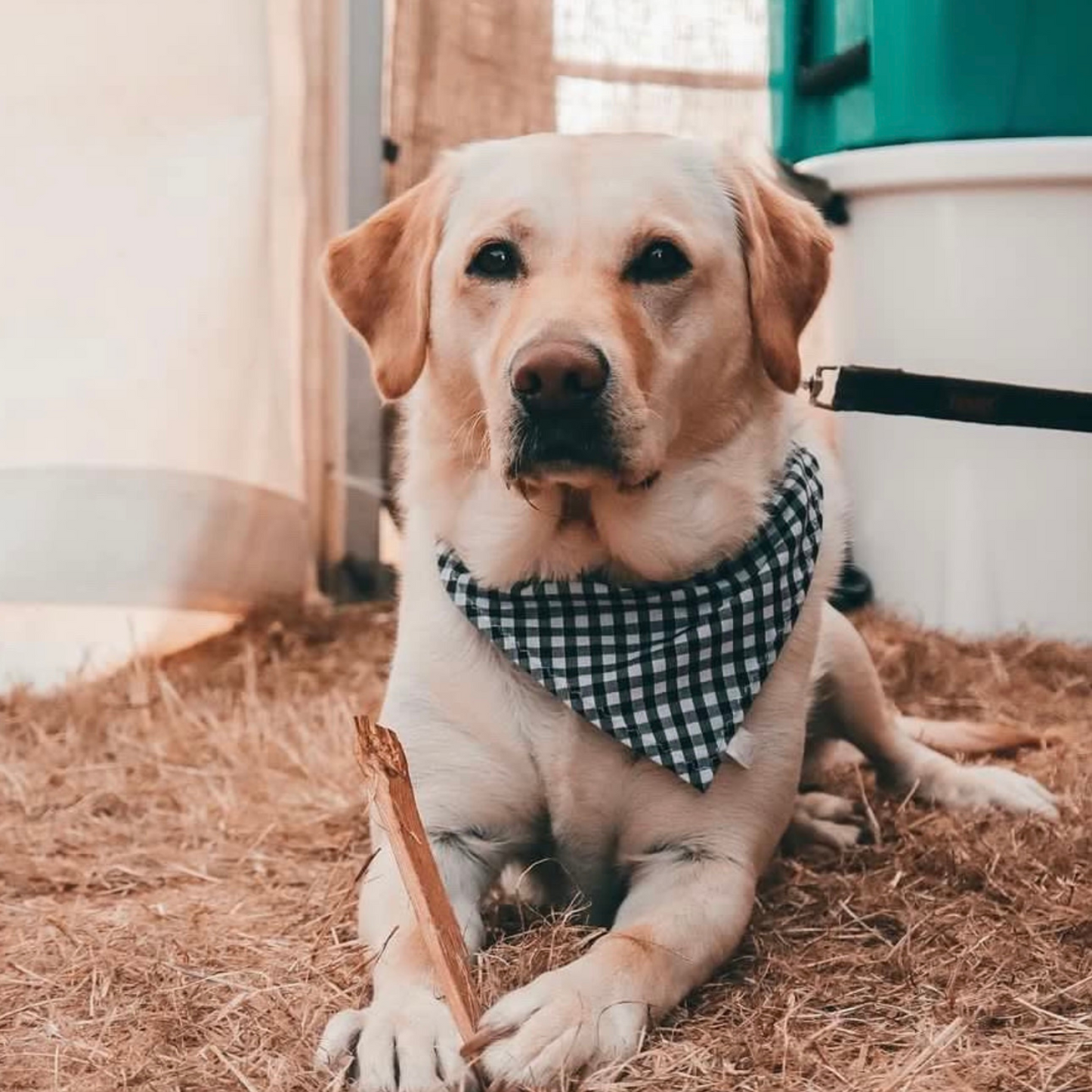 Black Gingham Dog Bandana