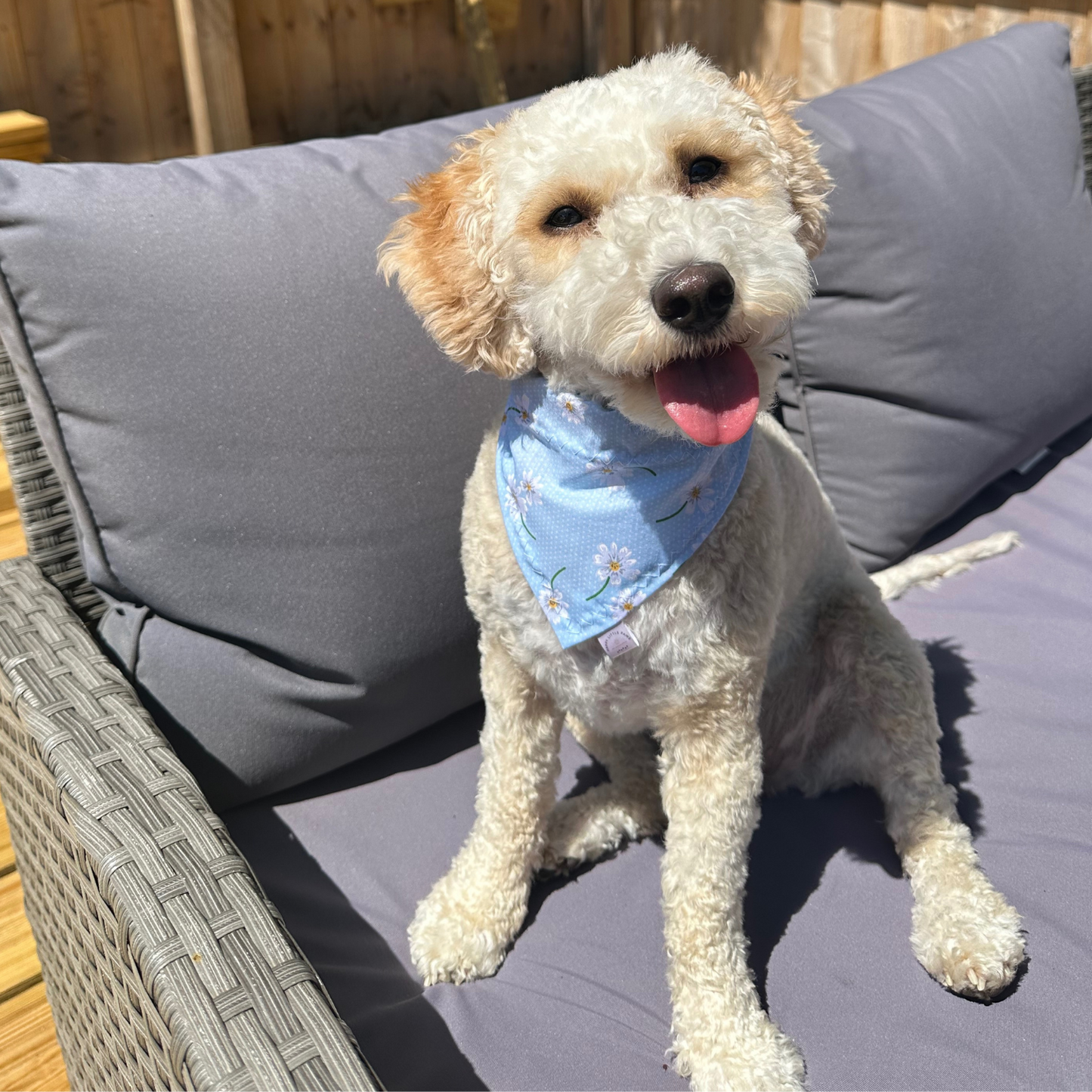 Blue Daisy Dog Bandana