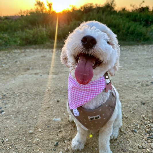 Pink Gingham Dog Bandana