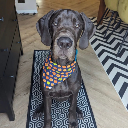 Halloween Pumpkin Print Bandana