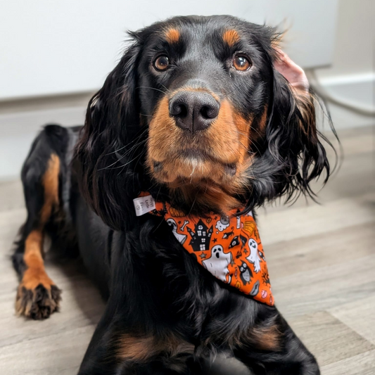 Halloween Ghosts and Cats Bandana