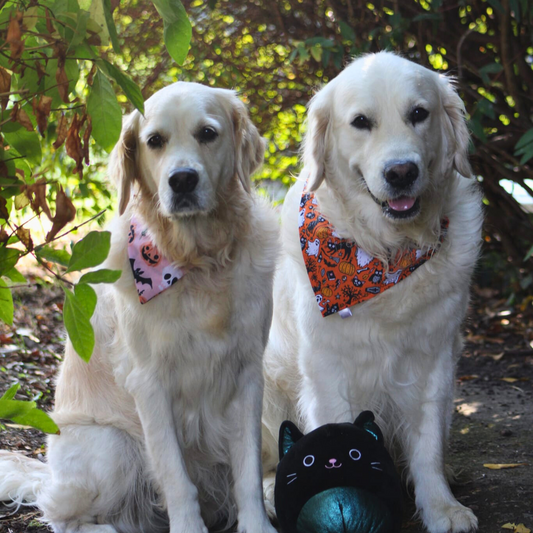 Halloween Peach Pumpkin Bandana