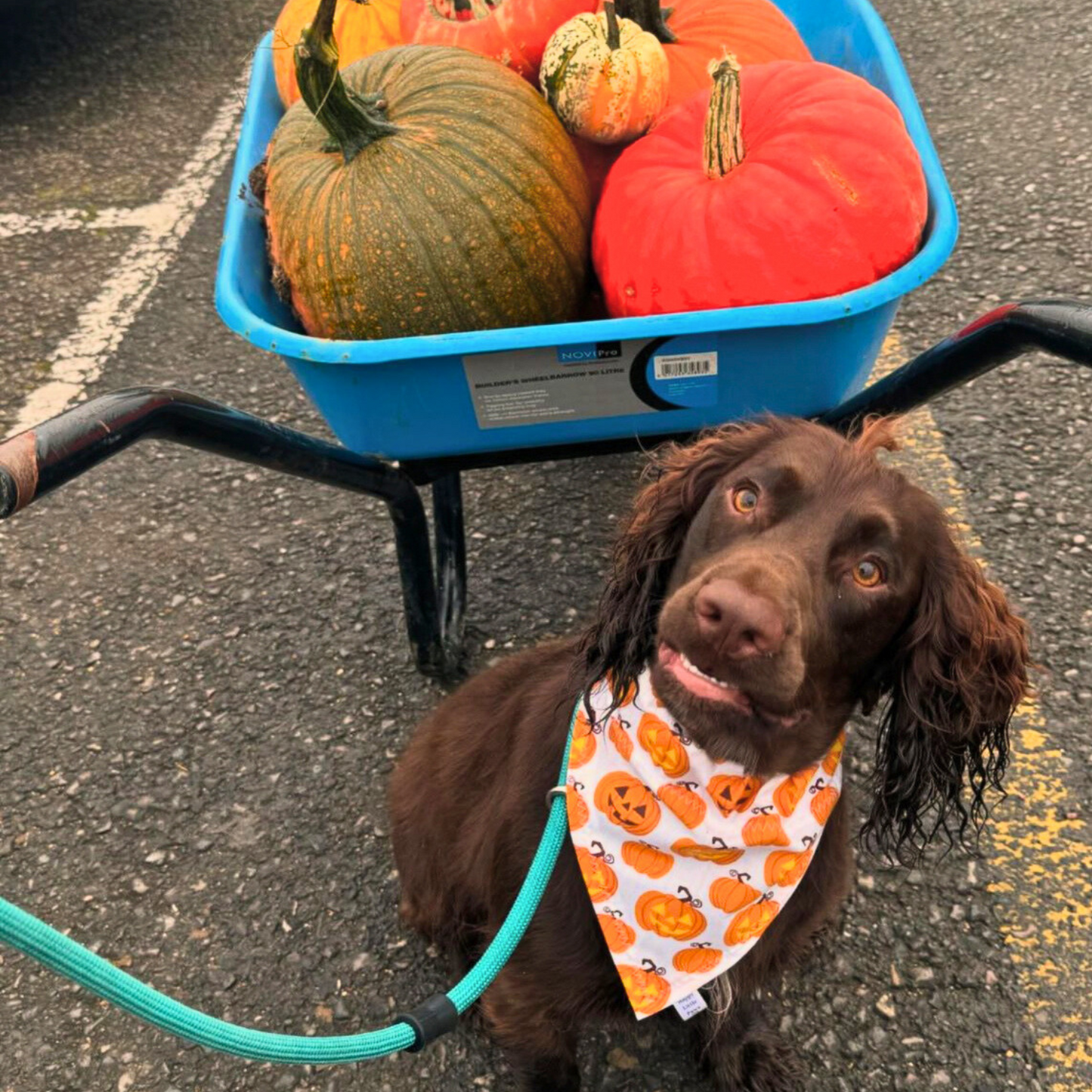 Halloween Pumpkins Bandana
