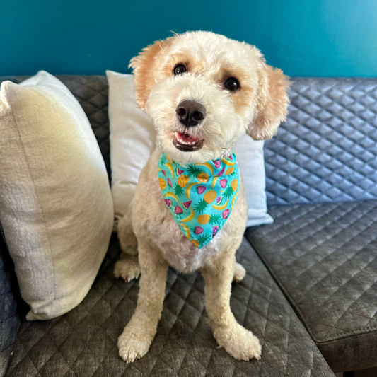 Tropical Fruit Dog Bandana