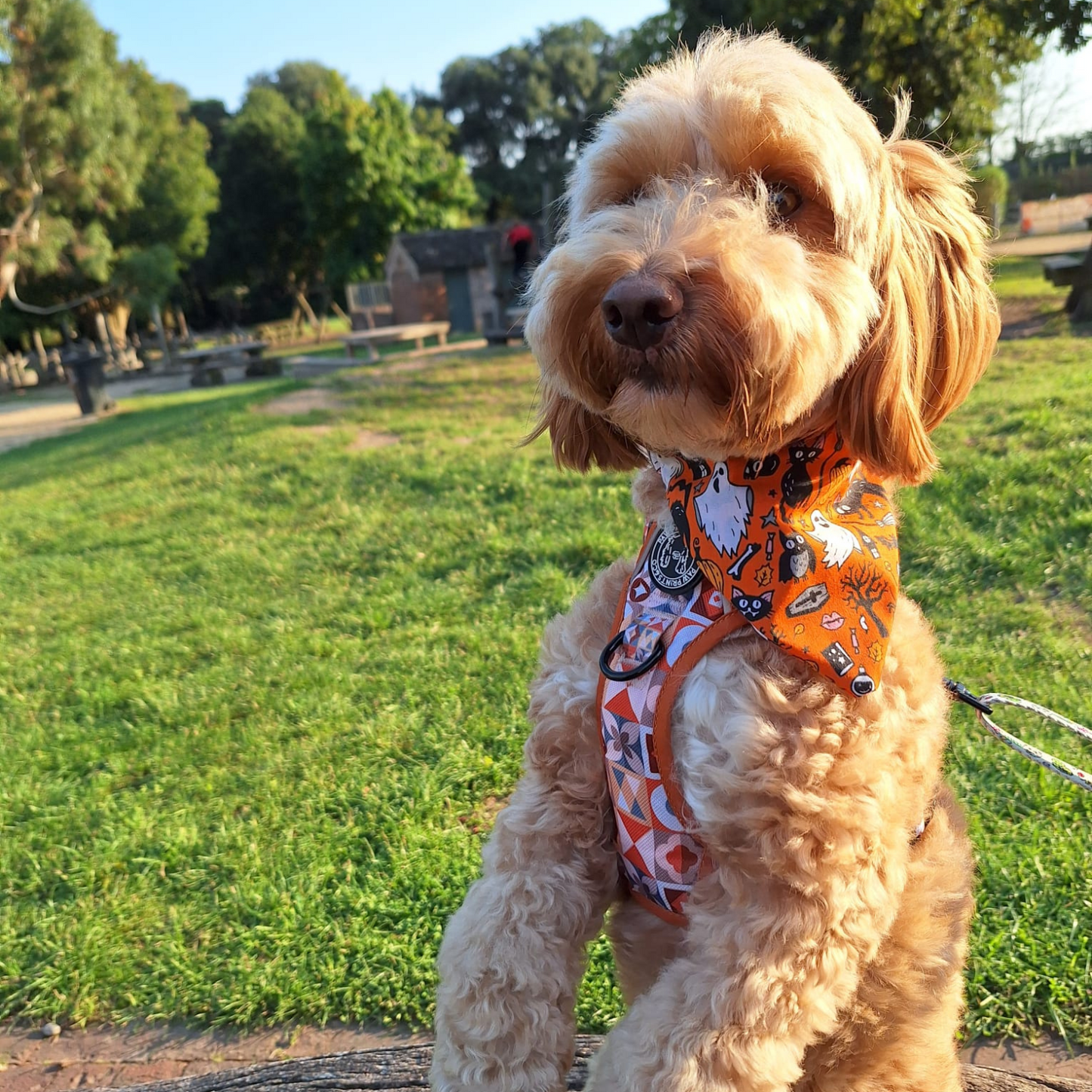 Halloween Ghosts and Cats Bandana