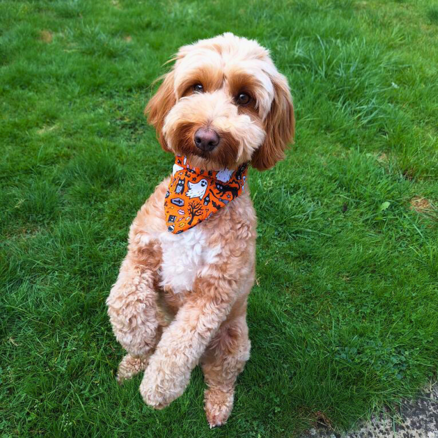 Halloween Ghosts and Cats Bandana
