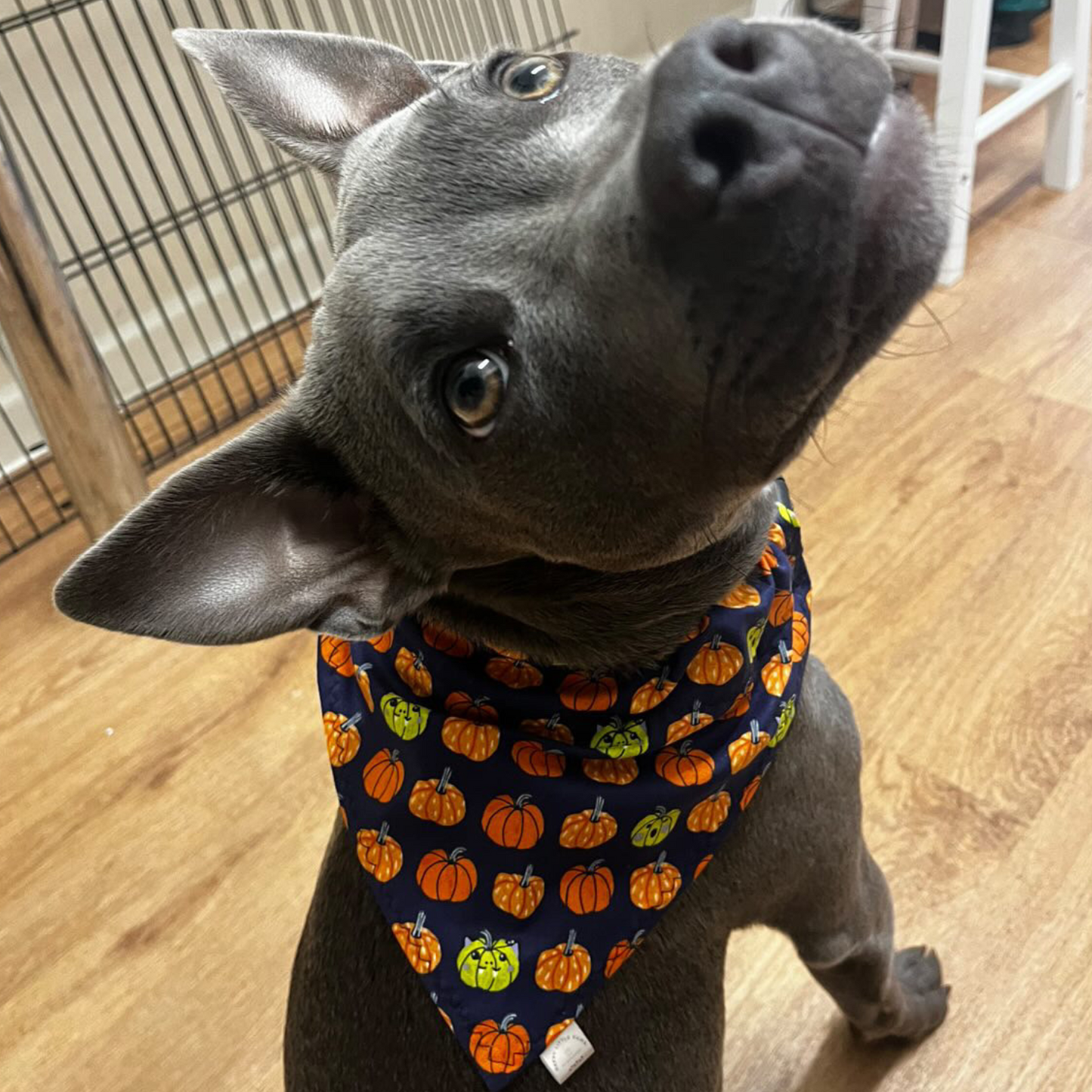 Halloween Pumpkin Print Bandana