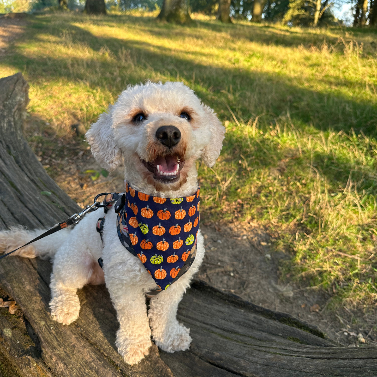 Halloween Pumpkin Print Bandana