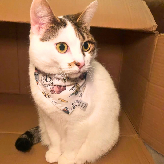 Harry Potter Cat Bandana