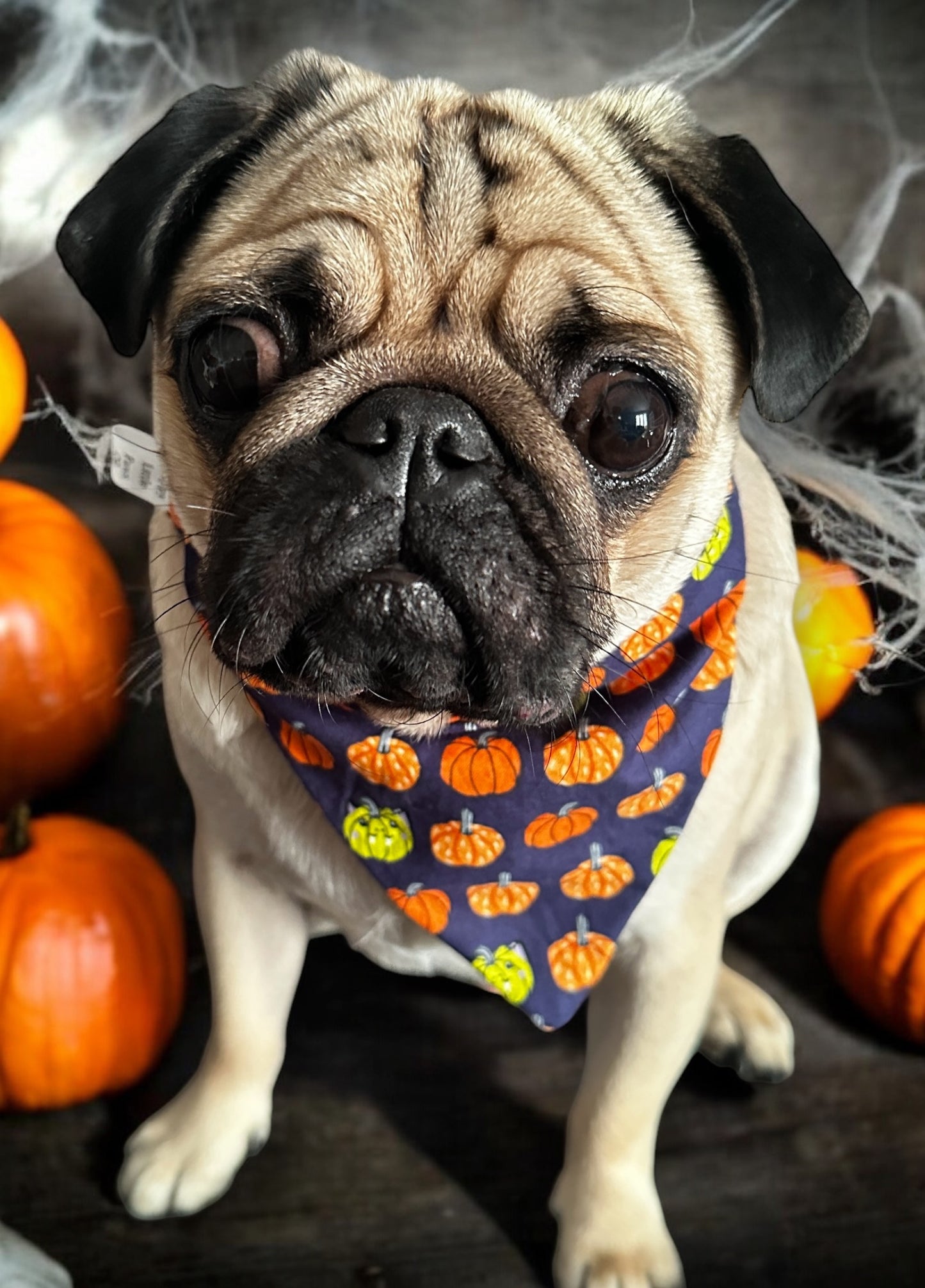 Halloween Pumpkin Print Bandana
