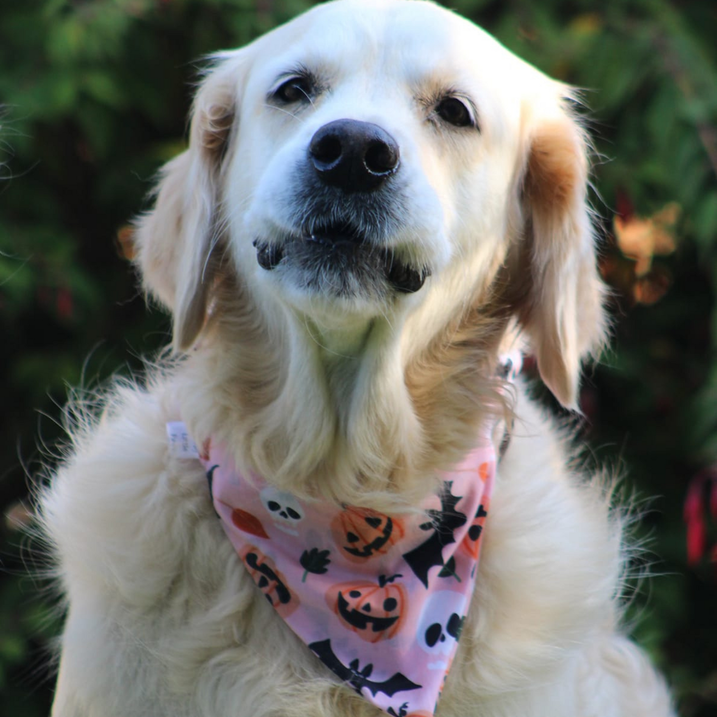 Halloween Peach Pumpkin Bandana