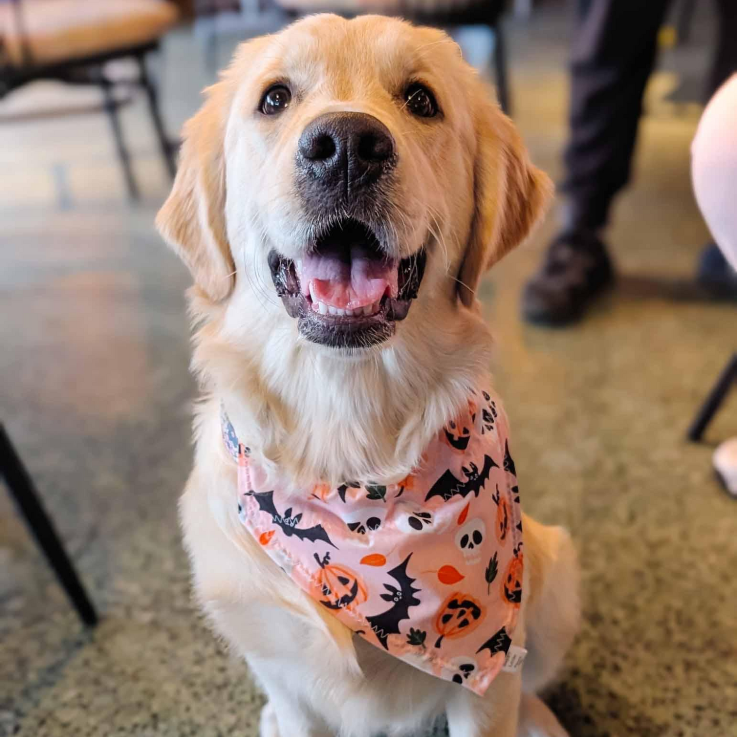 Halloween Peach Pumpkin Bandana