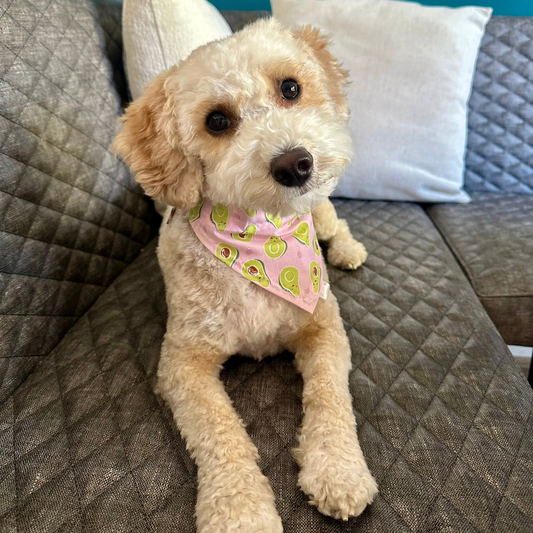 Pink Avocado Dog Bandana