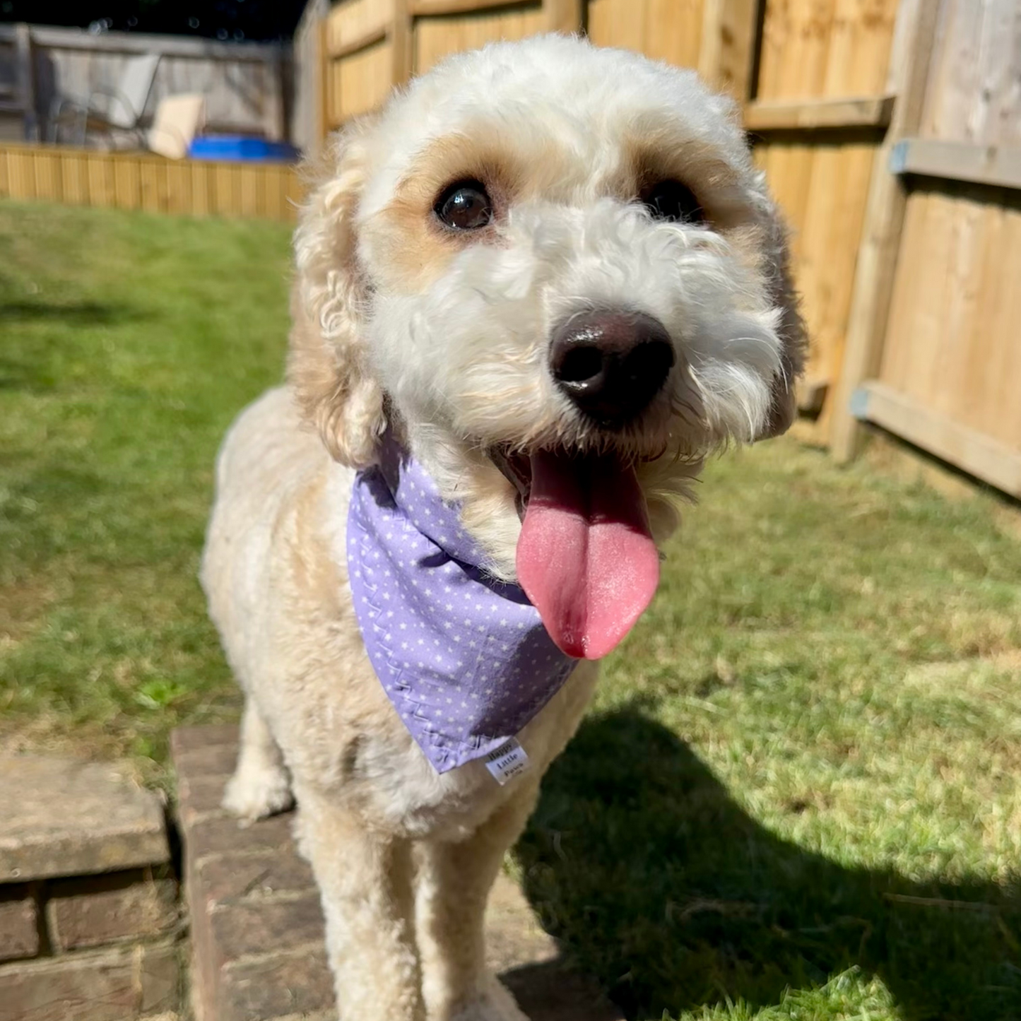 Lilac Stars Dog Bandana