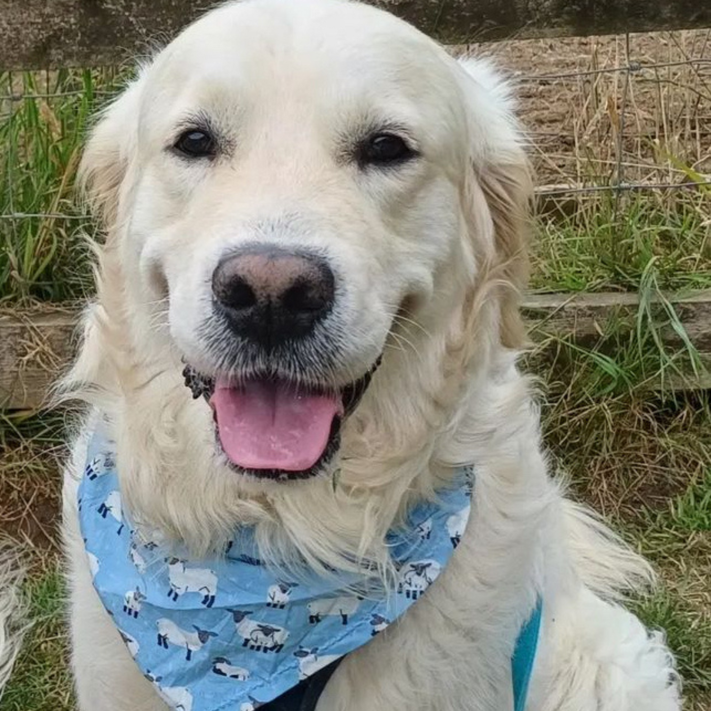 Sheep Print Dog Bandana