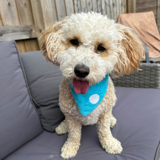 Recycled Towel Scrunchie Dog Bandana