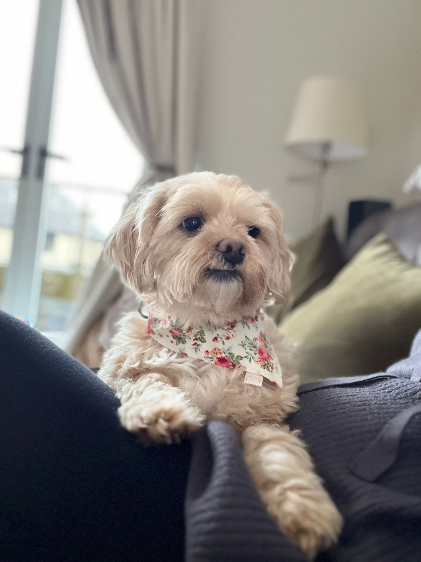 White Floral Print Dog Collar Bandana image 3