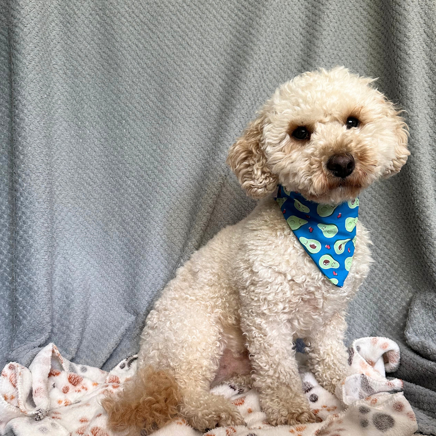 Blue Avocado Dog Scrunchie Bandana image 2