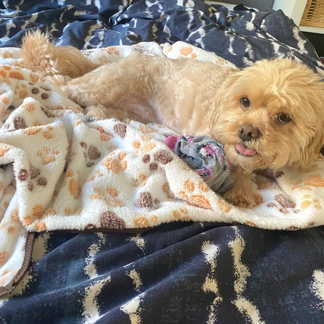 Paw Print Pet Blanket image 2