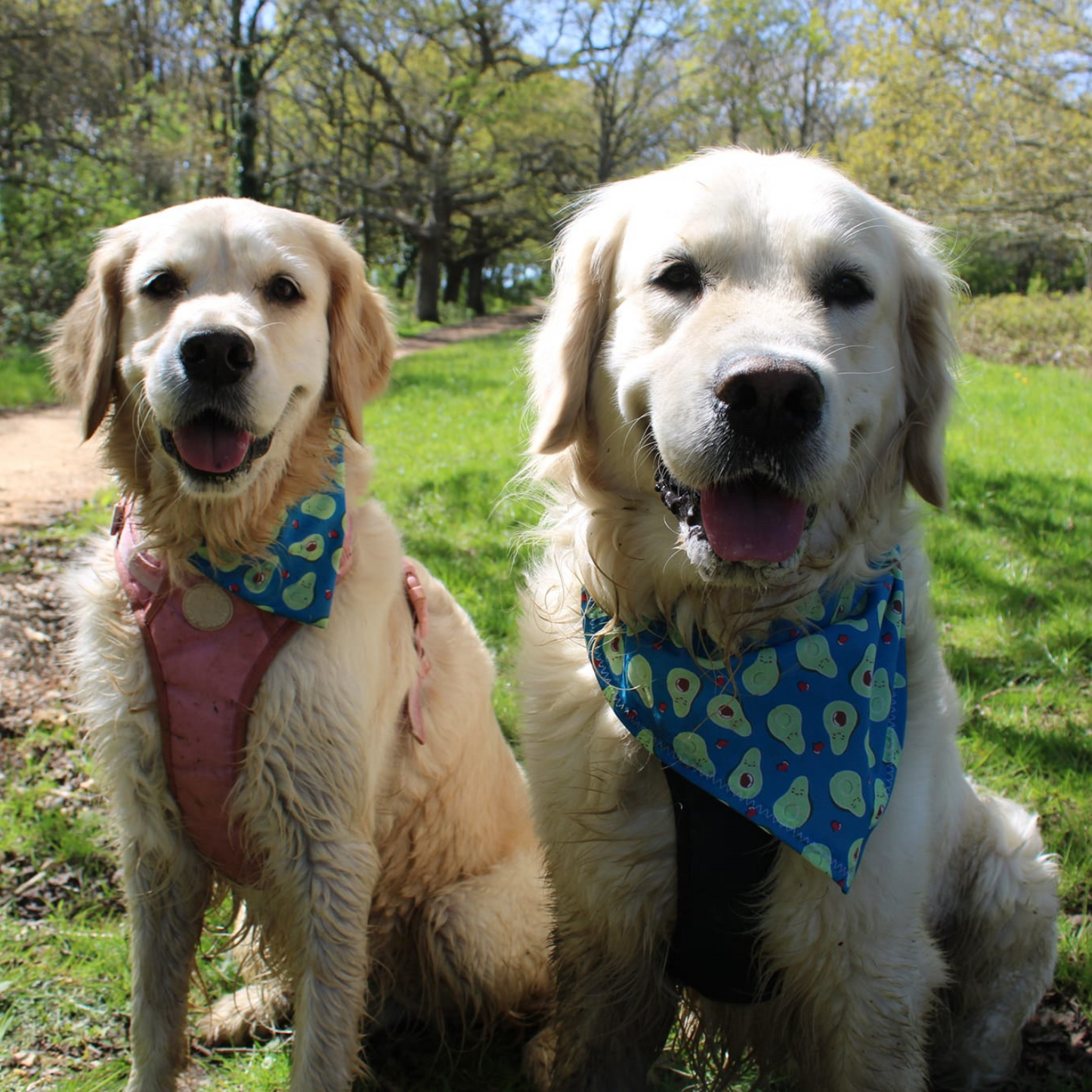 Blue Avocado Dog Scrunchie Bandana image 1