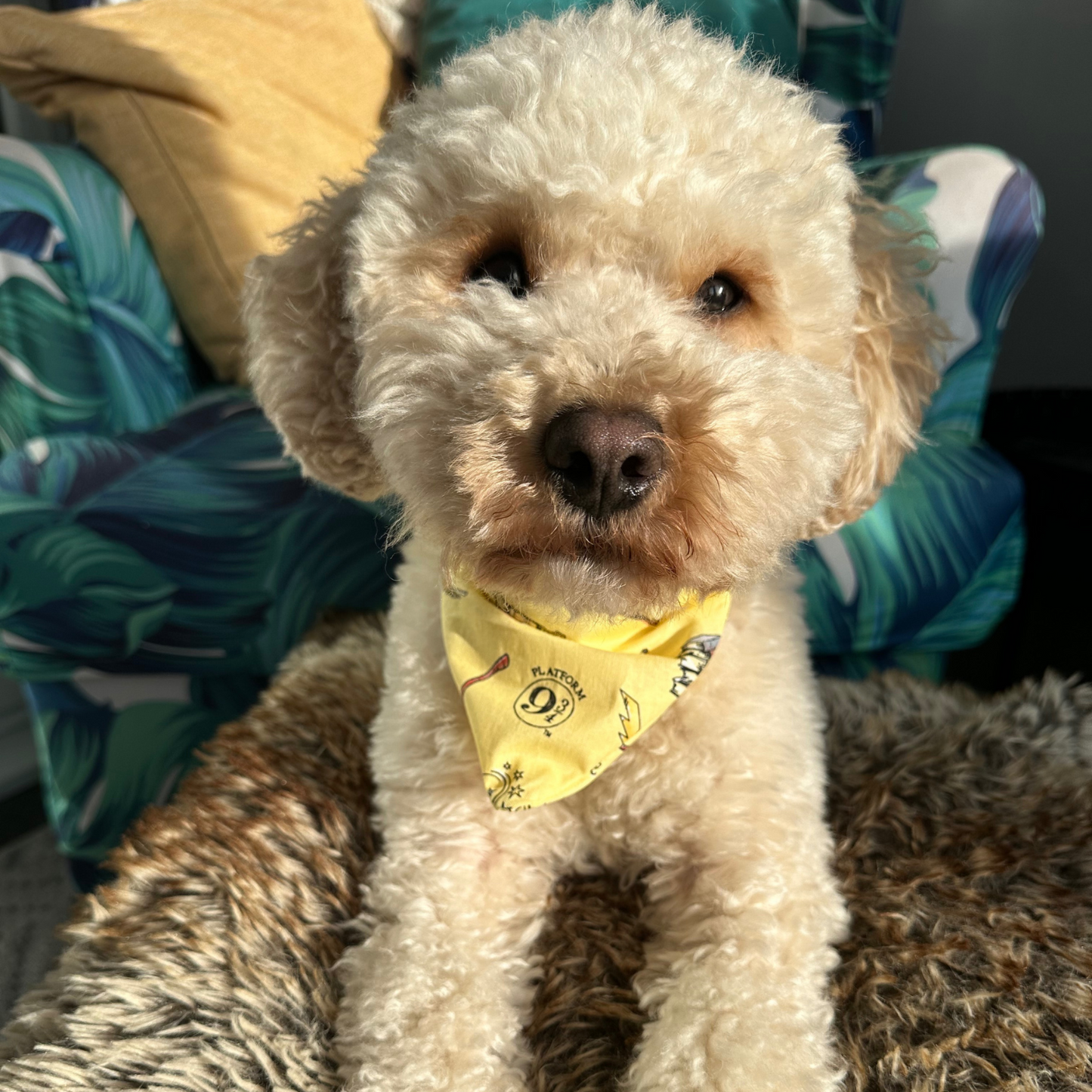 Yellow Harry Potter Dog Bandana image 0