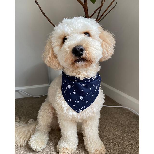 Navy Stars Dog Collar Bandana image 0