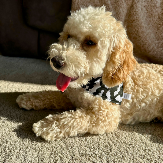 Halloween Bats Bandana