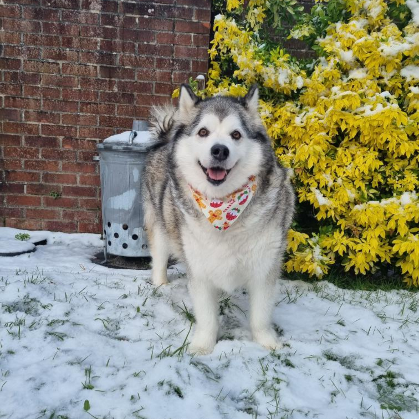 Christmas Cream Gingerbread Print Dog Bandana