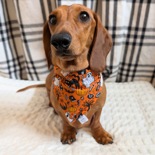 Halloween Ghosts and Cats Bandana