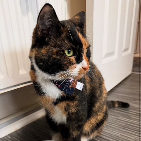 Christmas Navy Gingerbread Cat Bandana