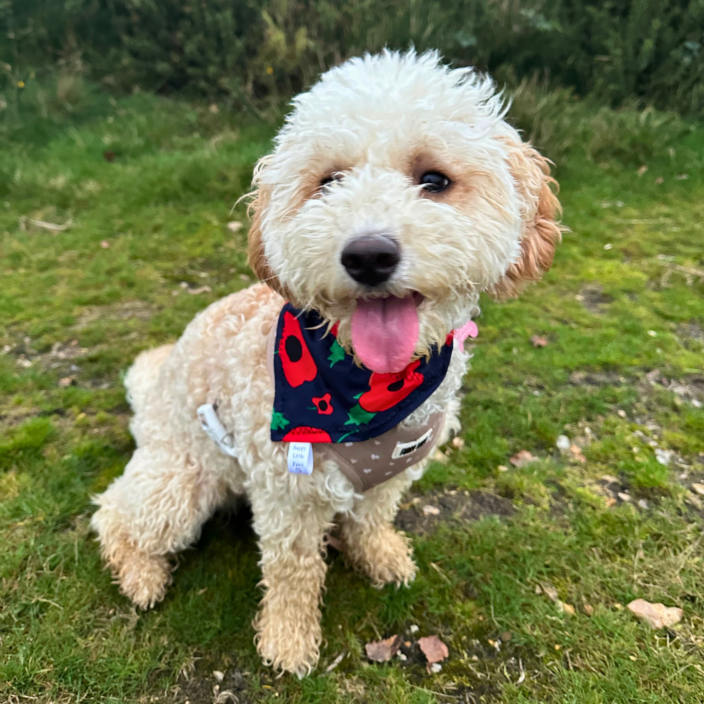 Poppy Print Dog Bandana