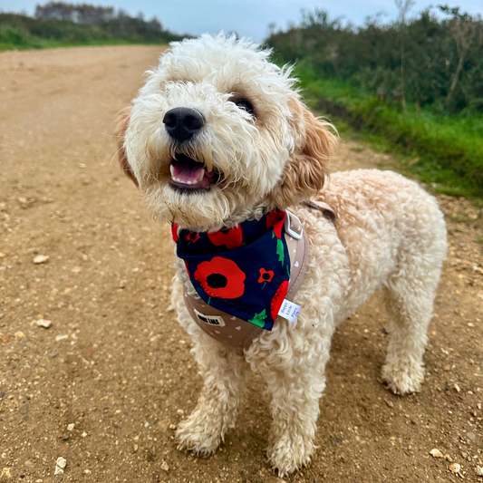 Poppy Print Dog Bandana