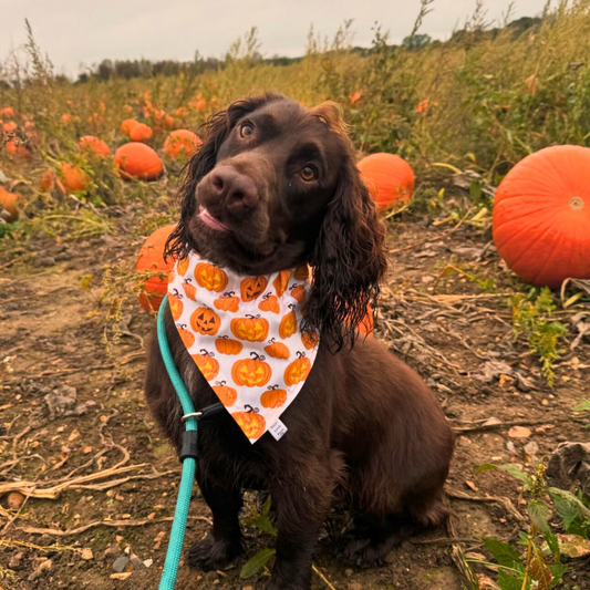 Halloween Pumpkins Bandana