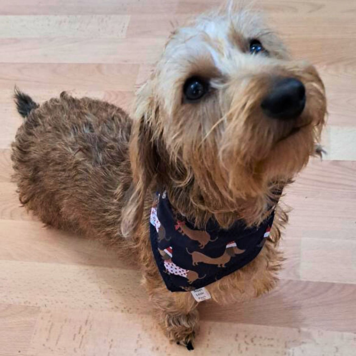 Christmas Dachshund in Jumpers Dog Bandana