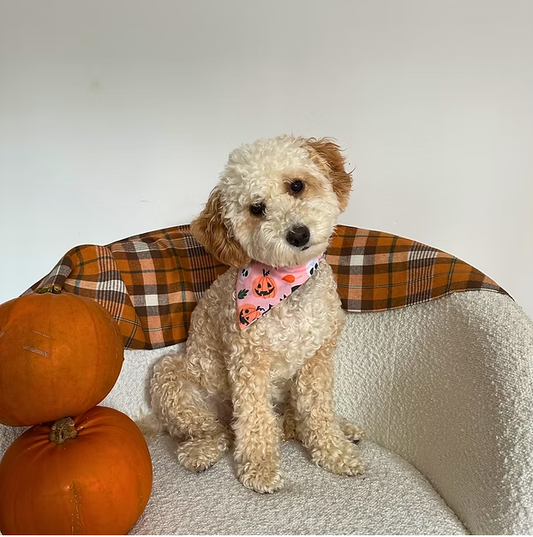 Halloween Peach Pumpkin Bandana