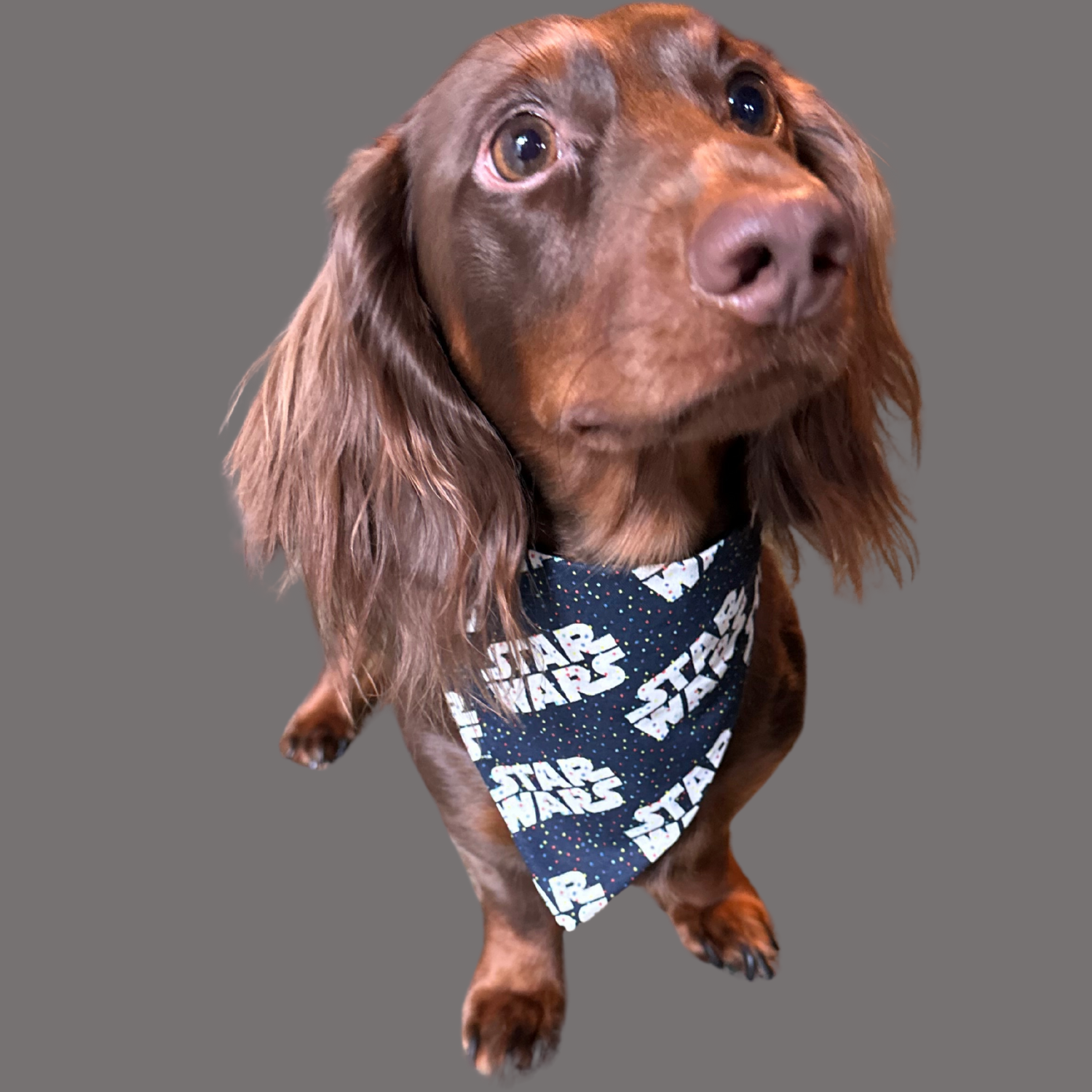Star Wars Dog Bandana image 4