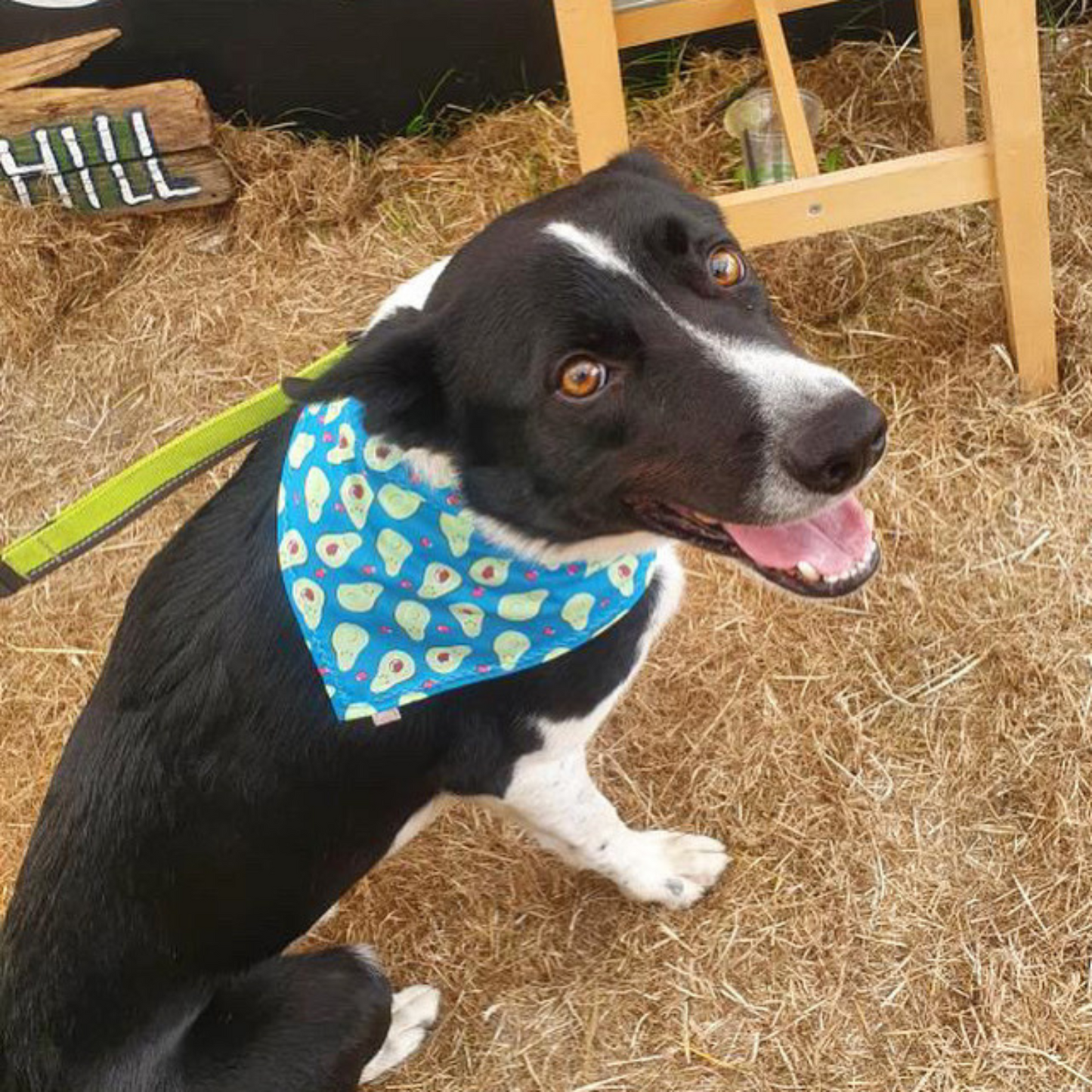 Blue Avocado Dog Collar Bandana image 3