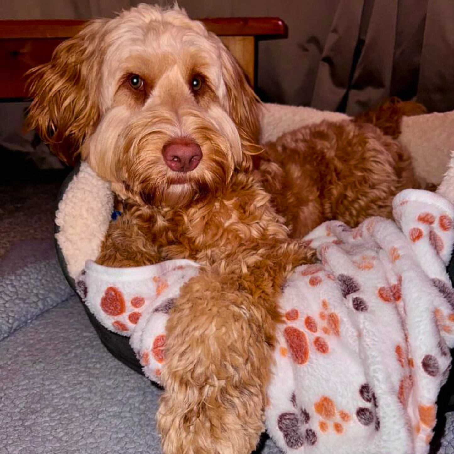 Paw Print Pet Blanket image 3
